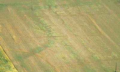 Cropmarks